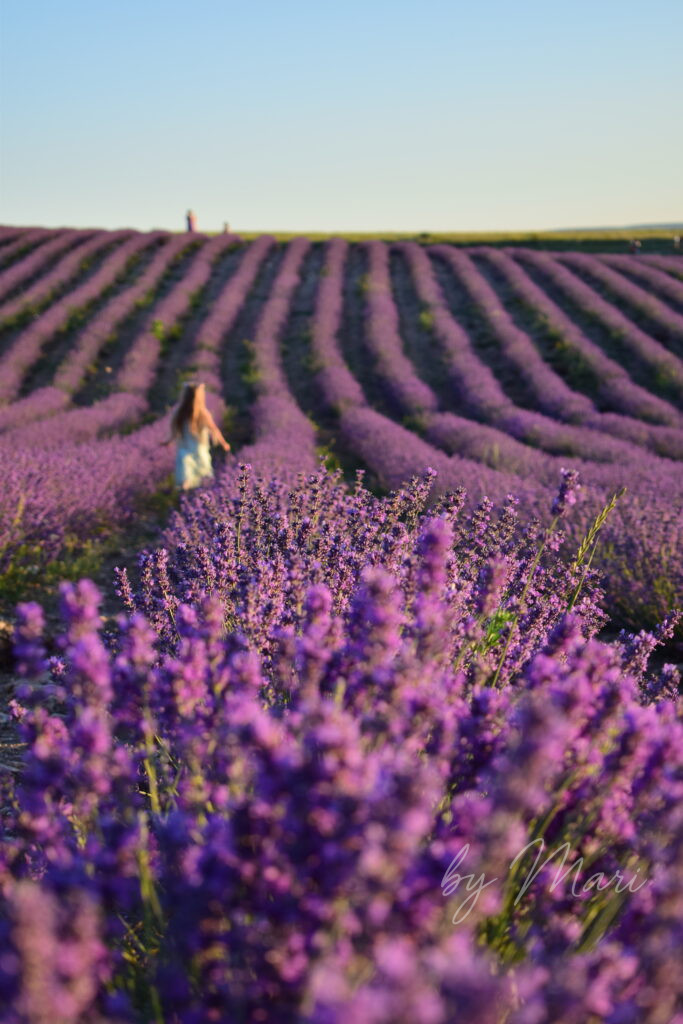 лаванда в крыму