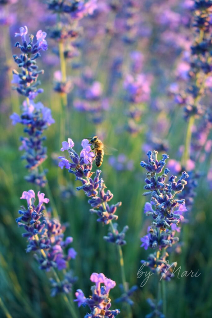 лаванда и пчел