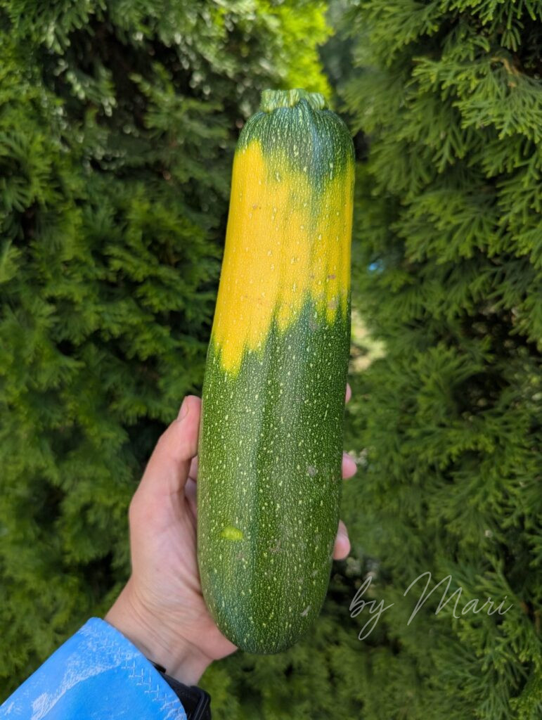 цукини с огорода