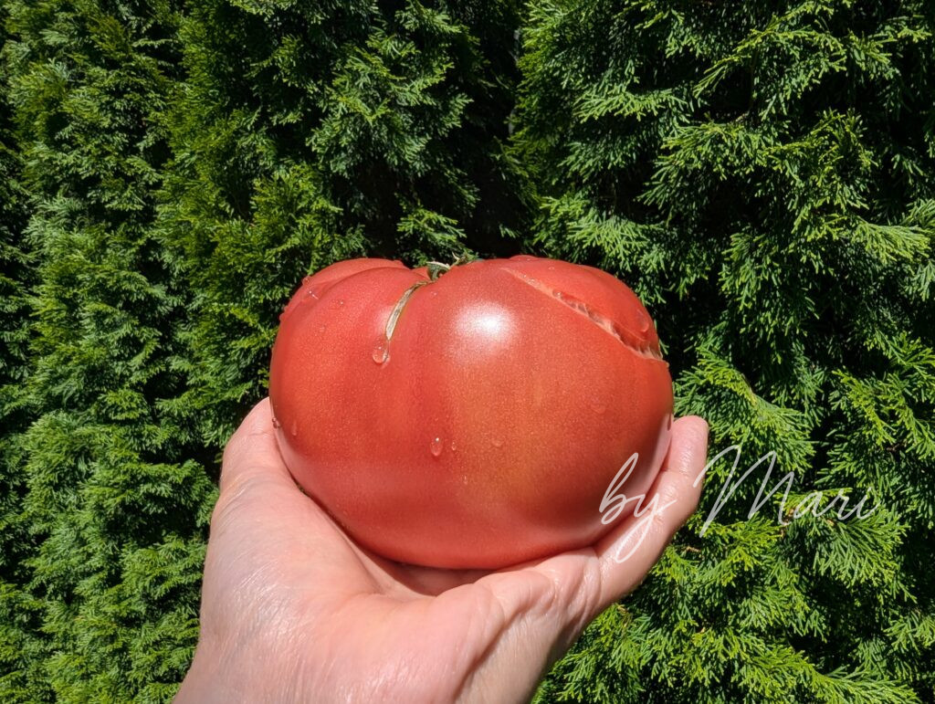 ΠΊΡΡΠΌΡΠΊΠΈΠΉ ΠΏΠΎΠΌΠΈΠ΄ΠΎΡ