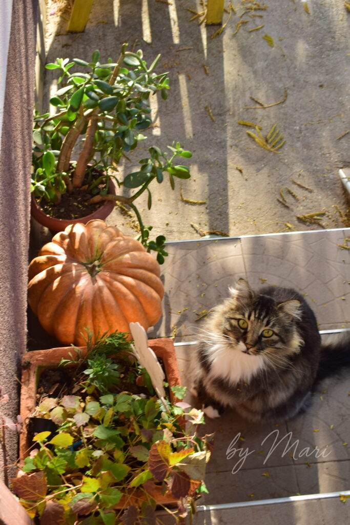 фото кота и тыквы