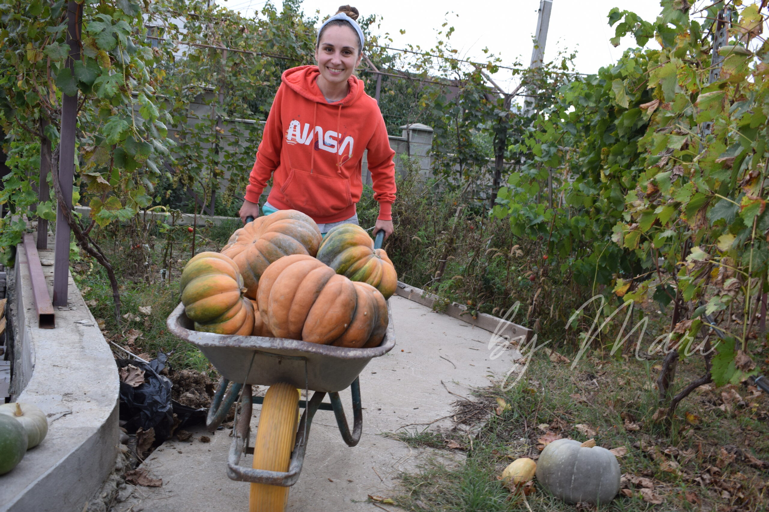 Домашняя тыква