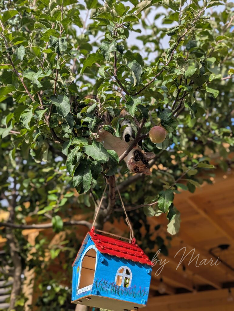 кот и кормушка