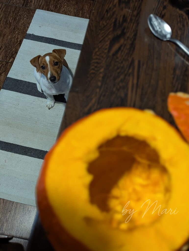 джек рассел и тыква